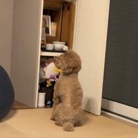 お座りして左上を見上げる犬