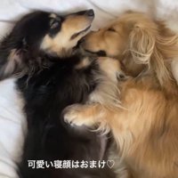 2匹とも可愛いお顔で寝ていることも♪