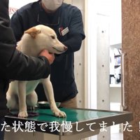 注射も頑張って耐えてくれました