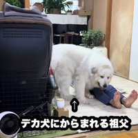 お昼寝中のおじいちゃん