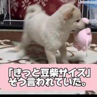 「この子は小柄になる」