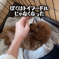 手を噛もうとする犬