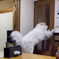 「置いてかないでぇぇ」