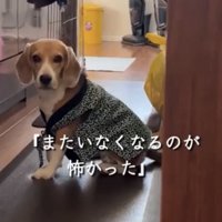 座って振り向く犬