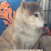 体とお顔を強張らせてお座り