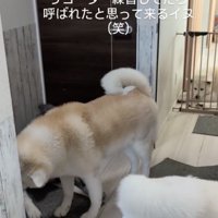 呼ばれたと思って