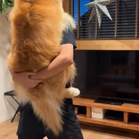 男性に抱っこされる犬