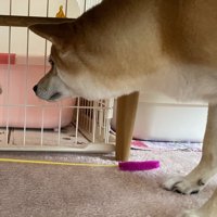 赤ちゃん猫が気になる小春さん