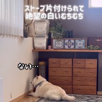 壁際で寝そべる犬