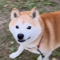 見上げる犬