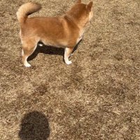 ボールを無視して遠くを見つめる犬