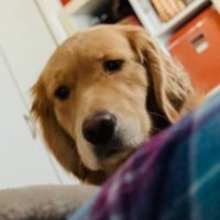 飼い主さんを心配する愛犬たち4