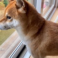 今度は窓越しにお見送り