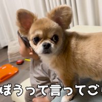 男の子はテレビに夢中