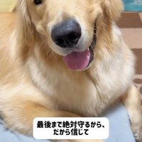 笑顔でカメラを見つめる犬