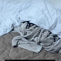 布団から出てこない犬