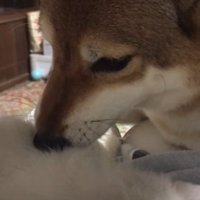 犬のてんちゃんが親代わりに！