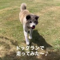 芝生をこちらへ走る犬