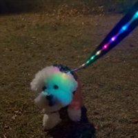 …みょんみょん…