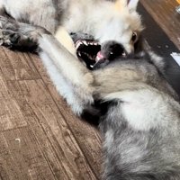 お兄ちゃんとじゃれるフューリーくん1