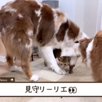 見守るリーリエちゃん