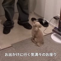 トイプードルのモコちゃん