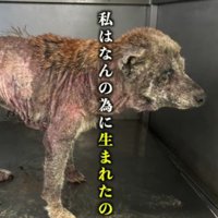 繁殖業者に捨てられた犬