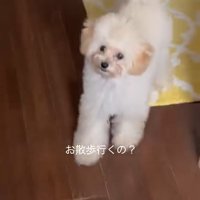 散歩に反応する糸ちゃん
