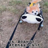 お散歩を楽しむさくらちゃん4