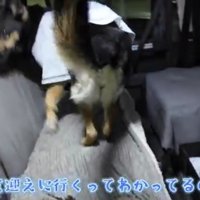 座席の上を歩く犬