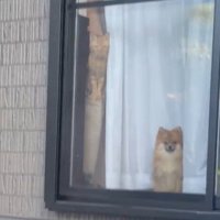 窓越し