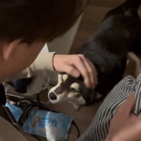 頭を撫でられる犬