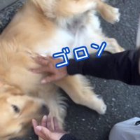 ひっくり返るゆずくん
