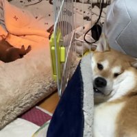 お疲れ気味の母犬！！