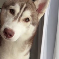 首をかしげて不思議そう