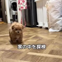 部屋の中を散策