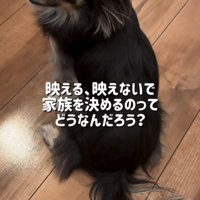 振り返る黒い小型犬