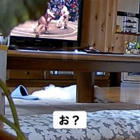 テレビの前で眠る犬