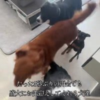 慌てて駆け寄るわんずたち
