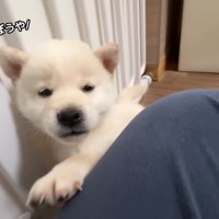 「遊ぼう！」と寄ってきました