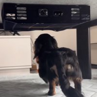 左前足をあげて歩く犬