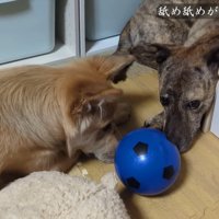 りゅうさんを励ますもかちゃん9