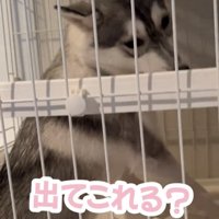 棚板に頭を寄せる犬