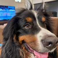 頭の毛が立っている犬