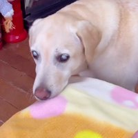 「困ったなあ…」