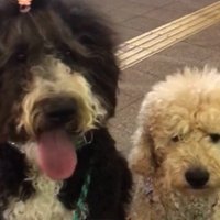 パパさんとプルミちゃん＆バニーちゃんの再会