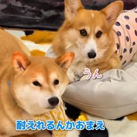 早く食べたい気持ちを堪えて待機