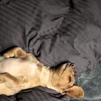 違いの分かる男、レオくん