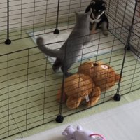 サークルの角にいる豆柴に近づく猫