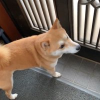 帰ってしまうとしょんぼり…